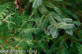 Evergreen branches