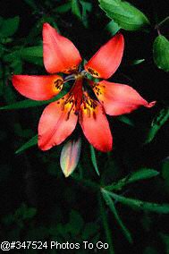 Wood Lily