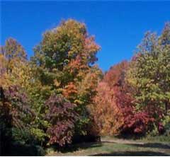 Fall Foliage in Somerville